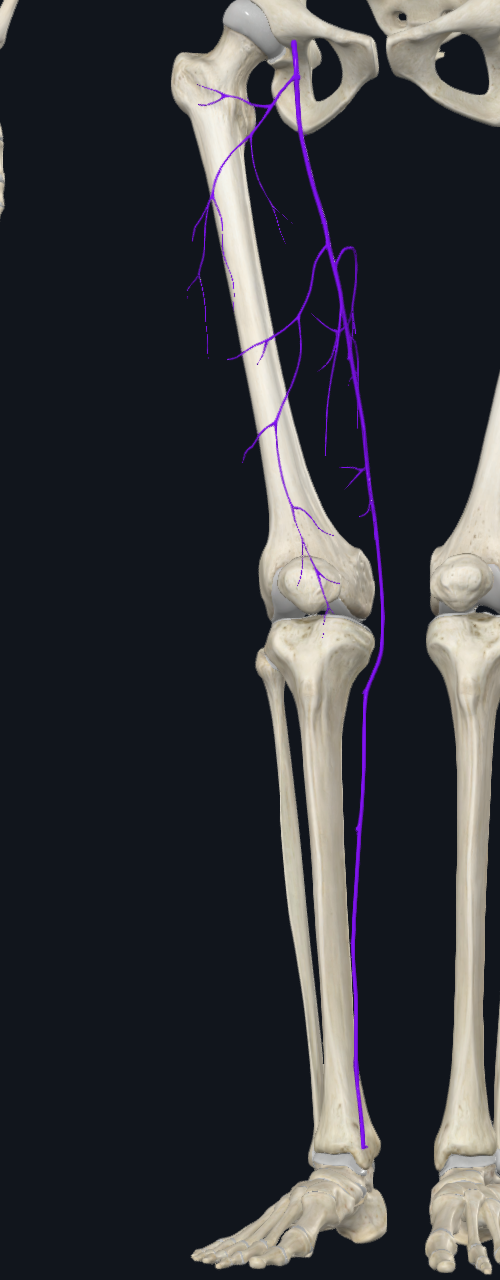 Great Saphenous Vein