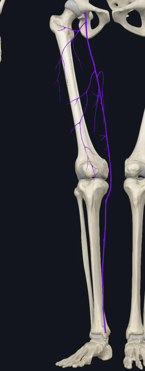 Great Saphenous Vein