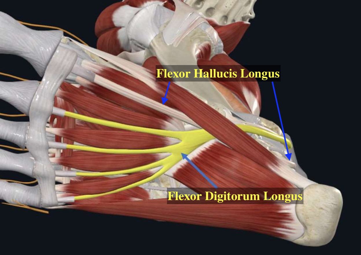 Flexor Digitorum Longus