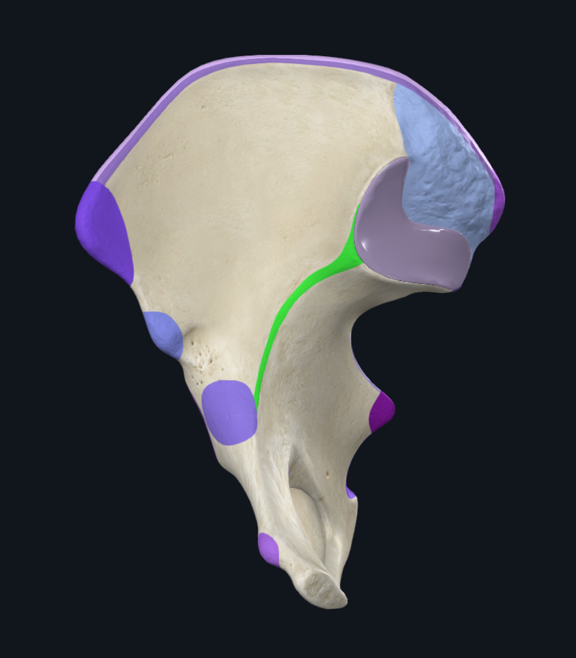Arcuate line of Ilium