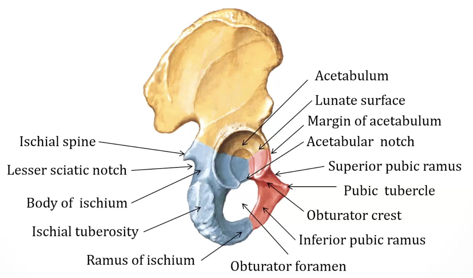 Acetabulum