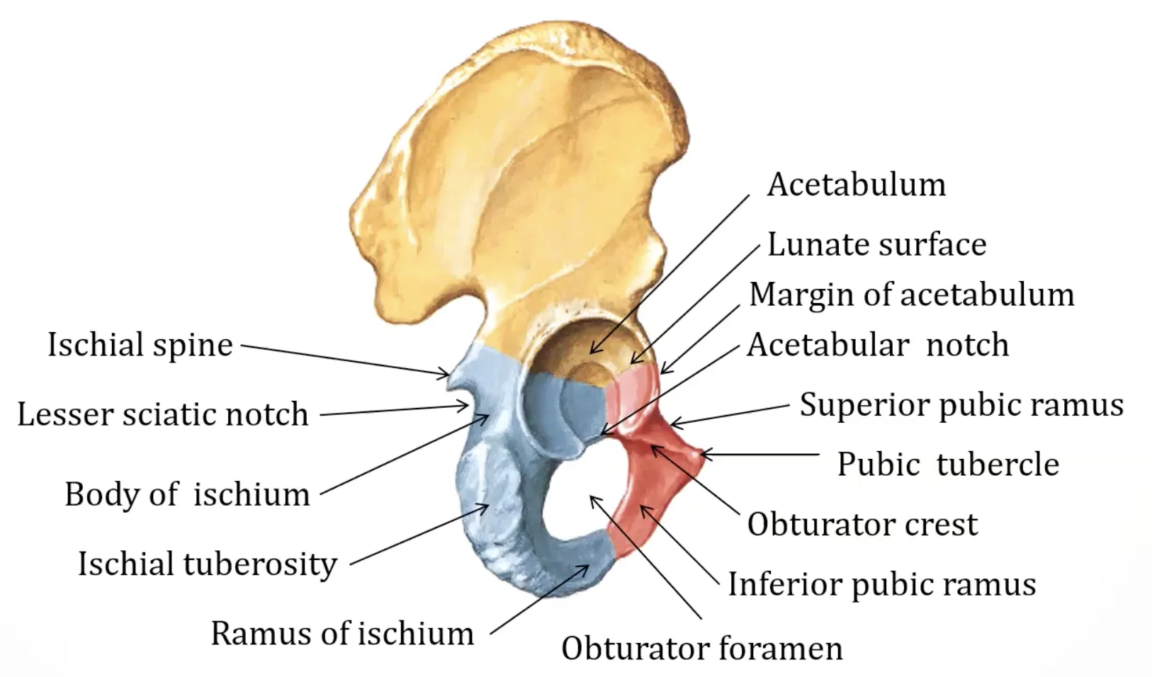 Acetabulum