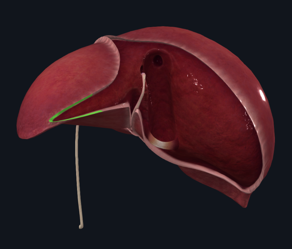 Left Triangular Ligament