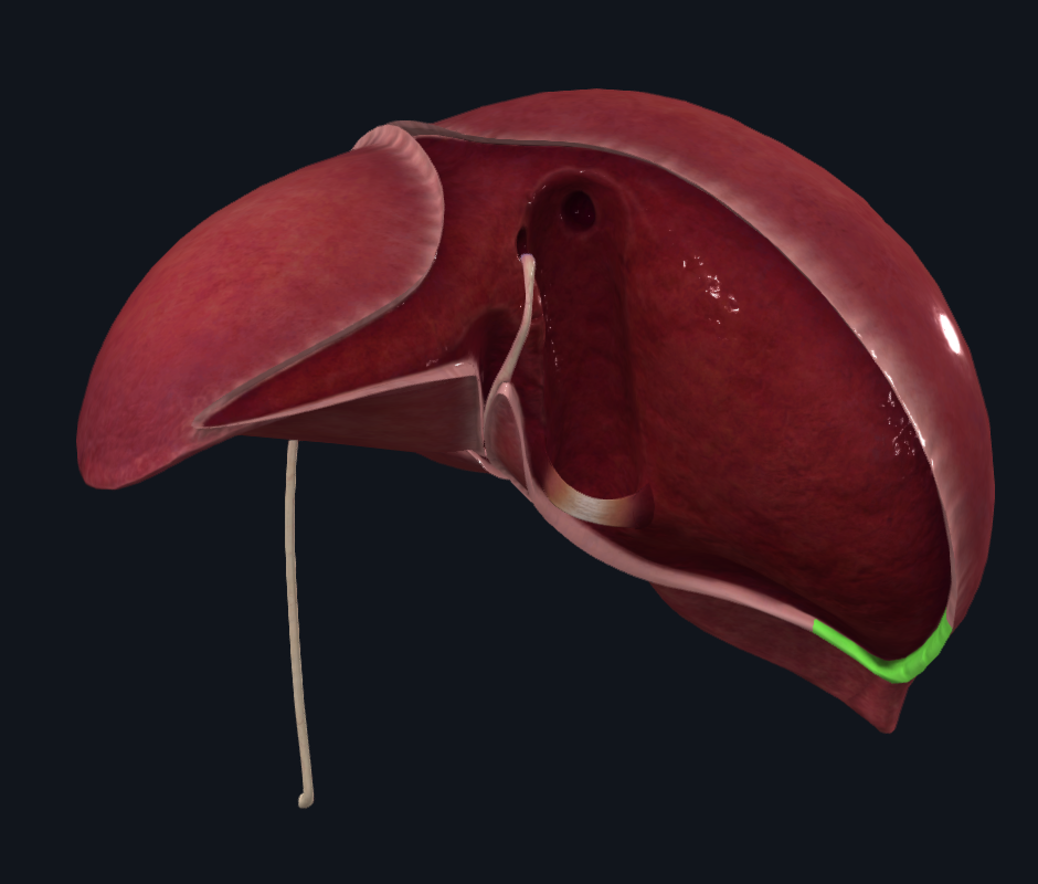 Right Triangular Ligament