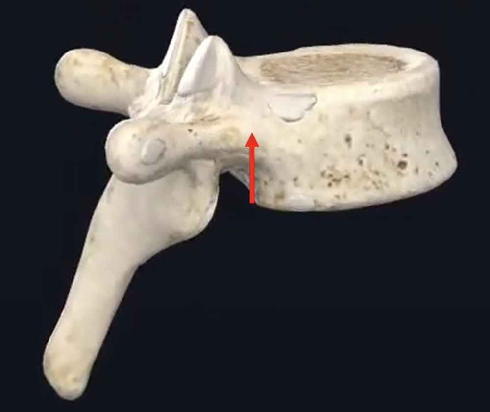 Pedicle