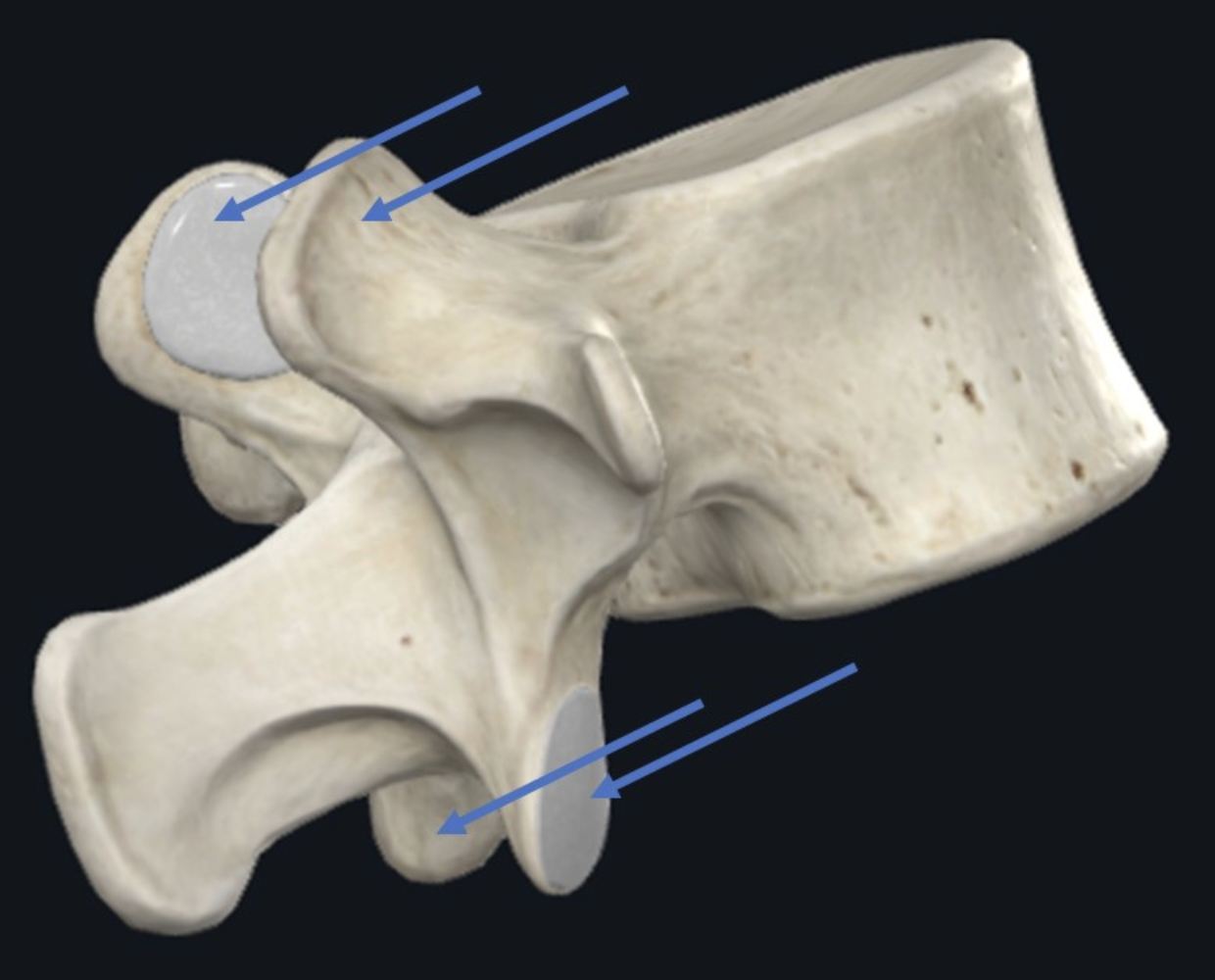 Articular Processes