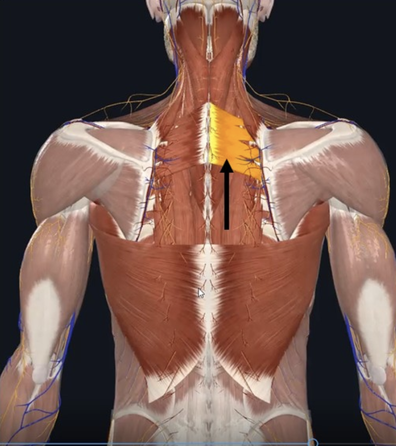 Serratus Posterior Superior