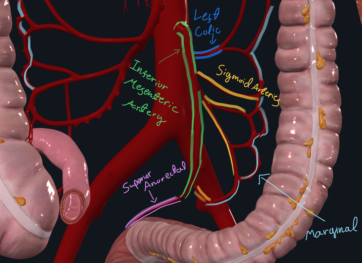 Inferior Mesenteric Artery