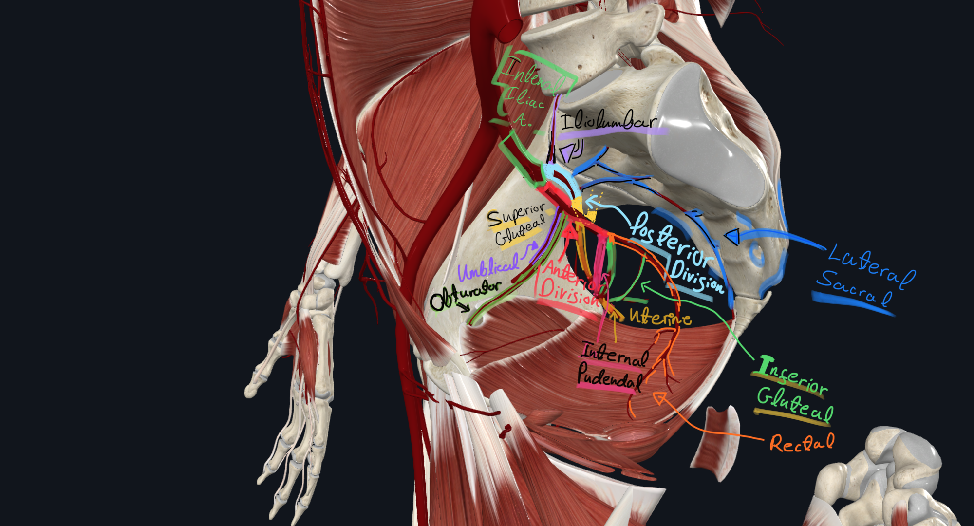 internal iliac artery