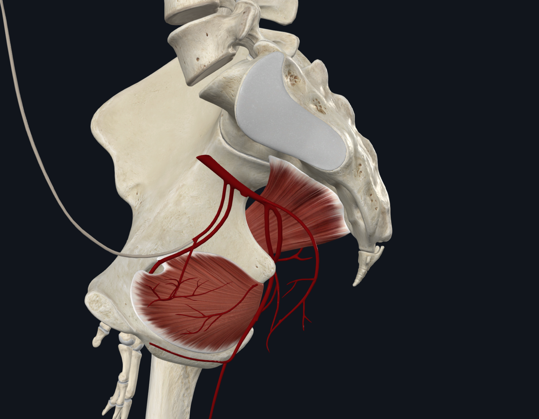 Anterior Division