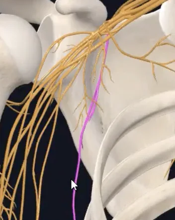 Thoracodorsal nerve