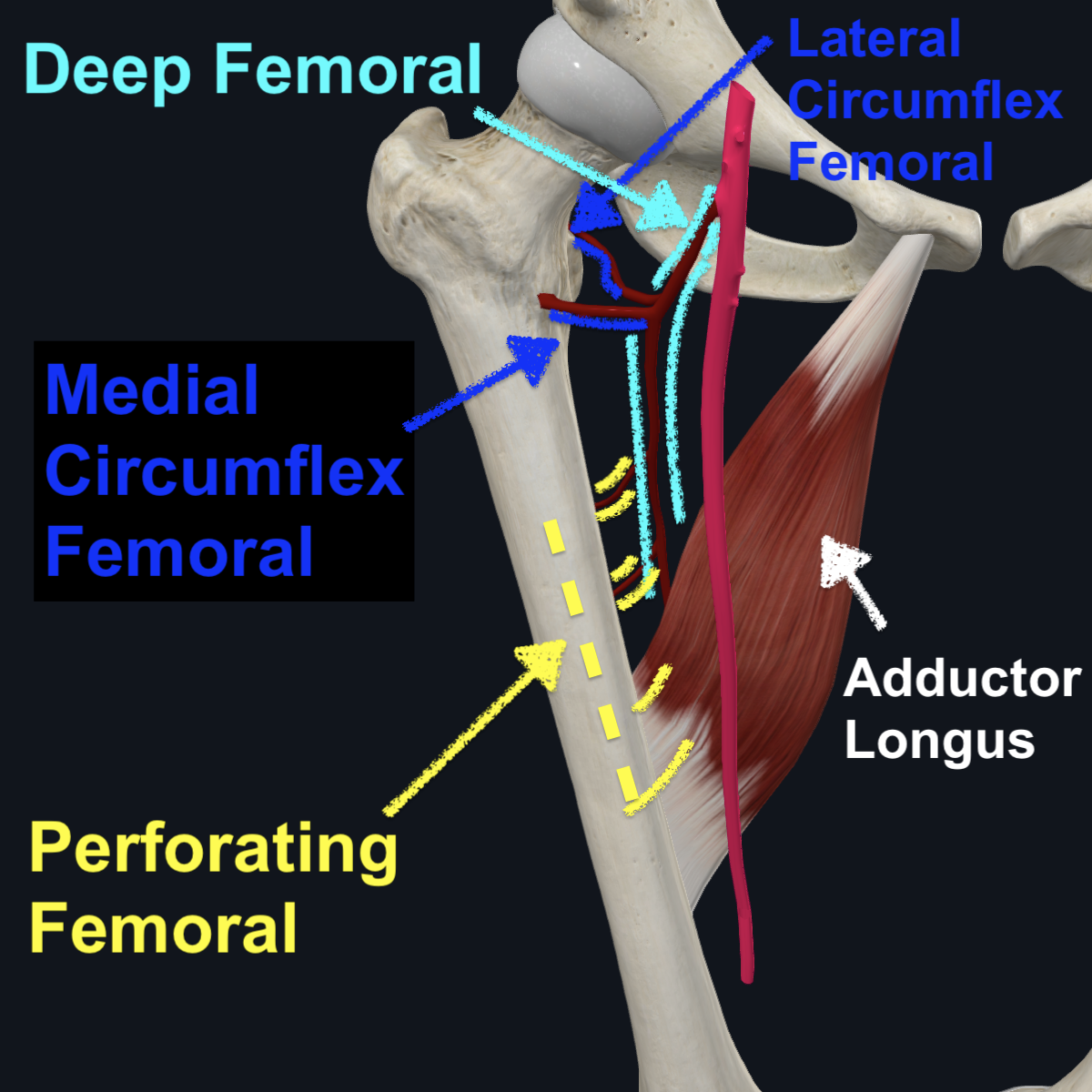 Perforating Arteries - Anterior