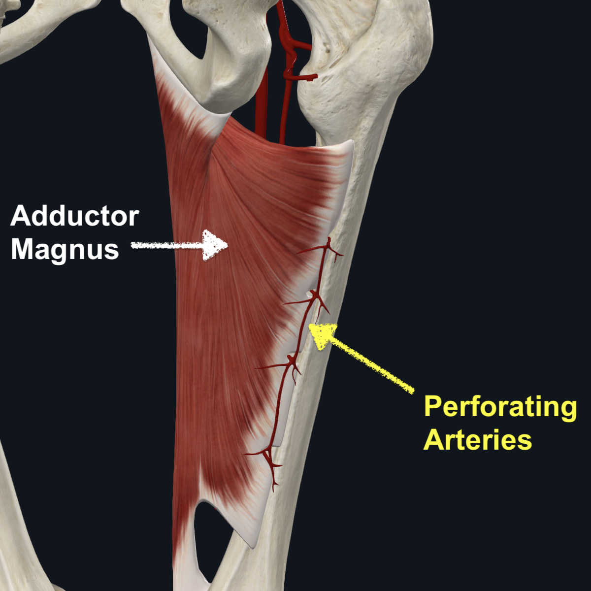 Perforating Arteries - Posterior