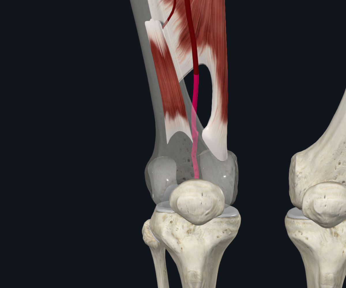 Adductor Hiatus