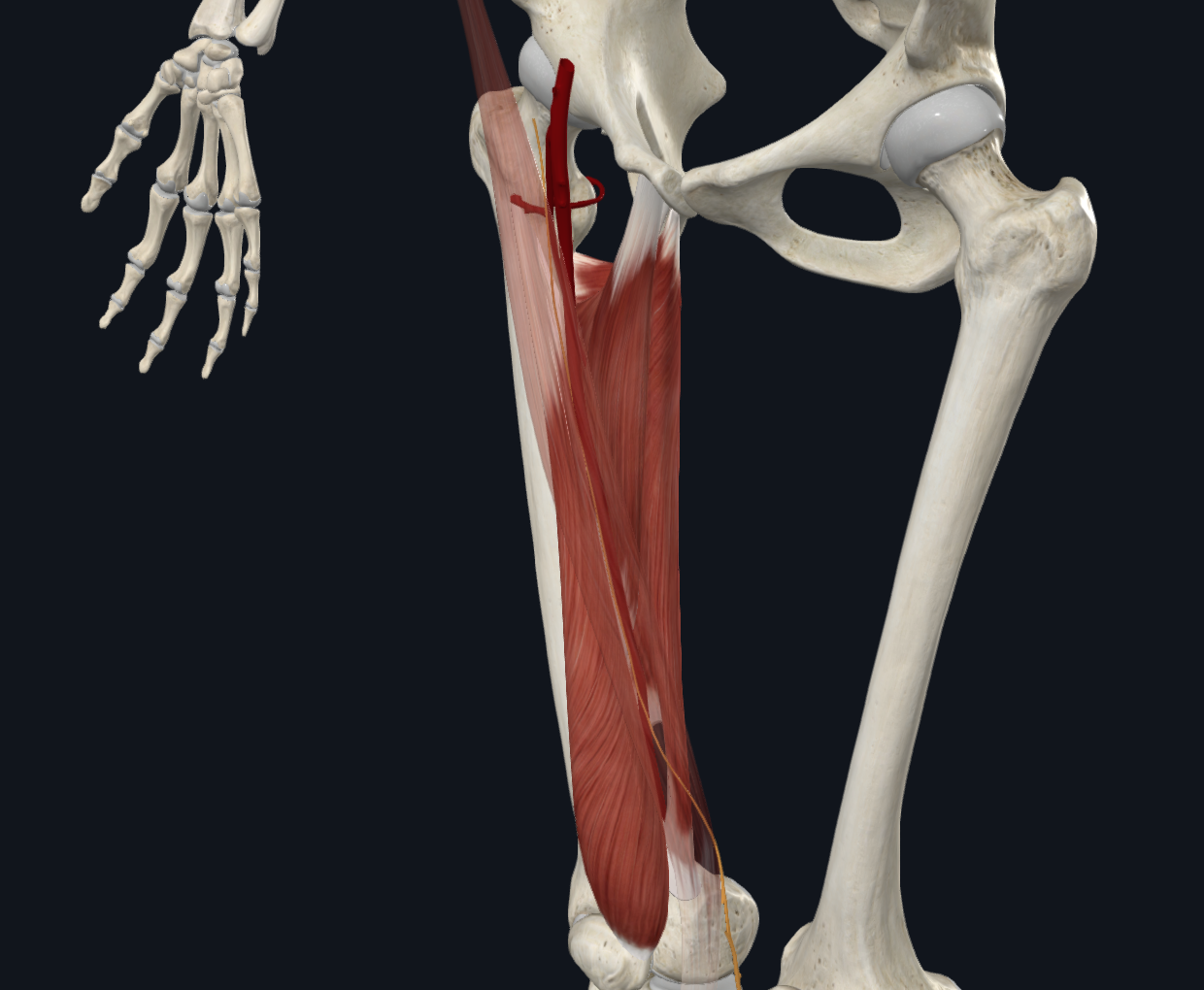 Adductor canal