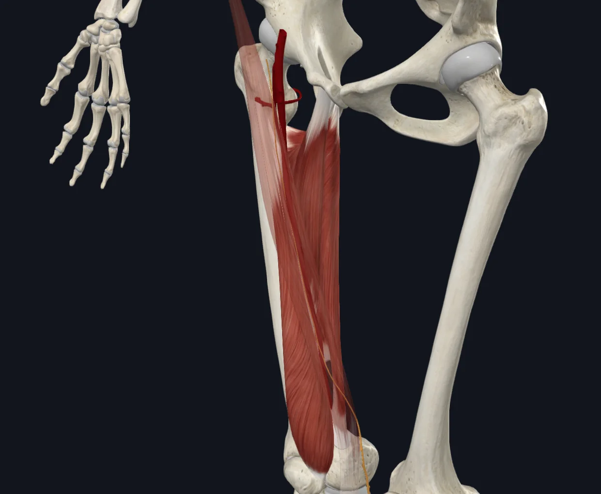 Adductor canal