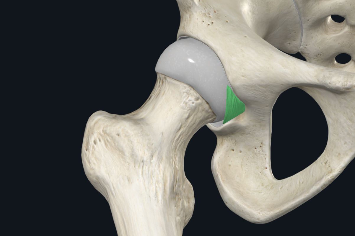 Transverse acetabular ligament