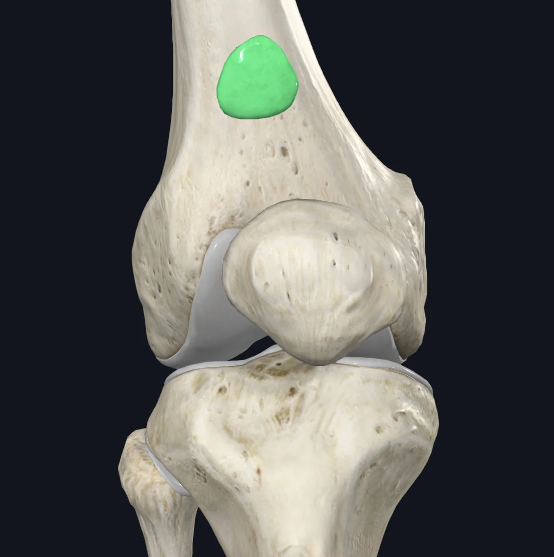 Suprapatellar Bursa