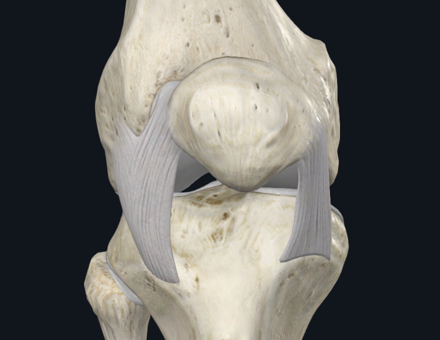 Patellar Retinaculum