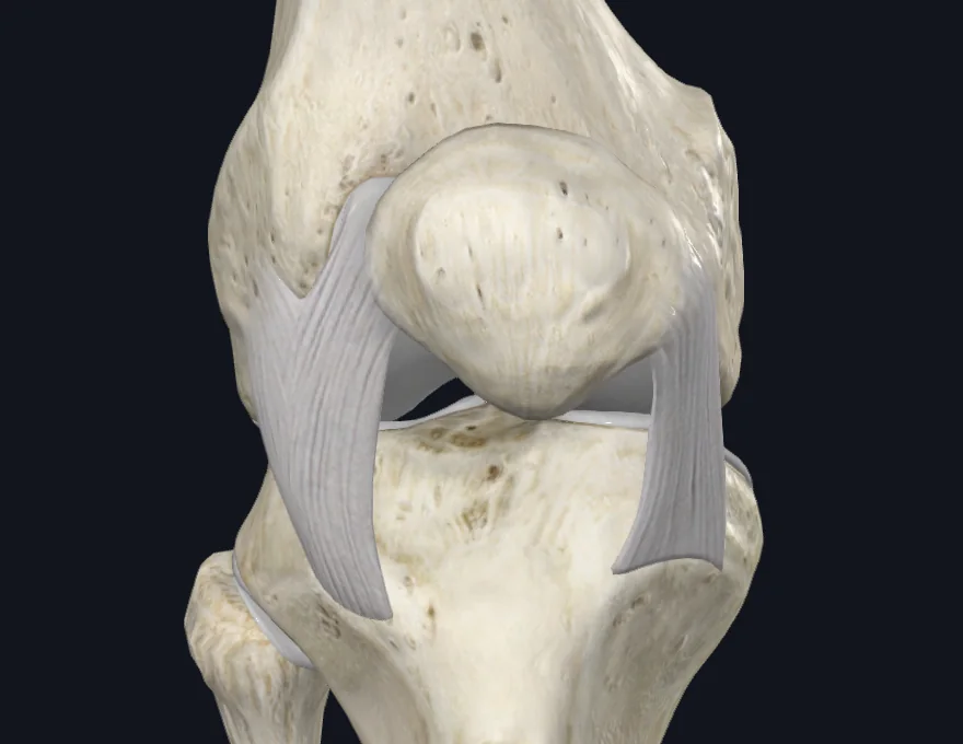 Patellar Retinaculum