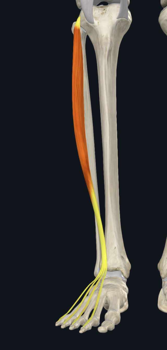 Extensor Digitorum Longus