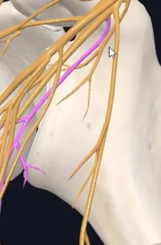 Lower subscapular nerve