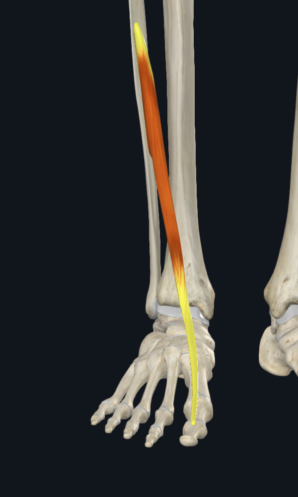 Extensor Hallucis Longus