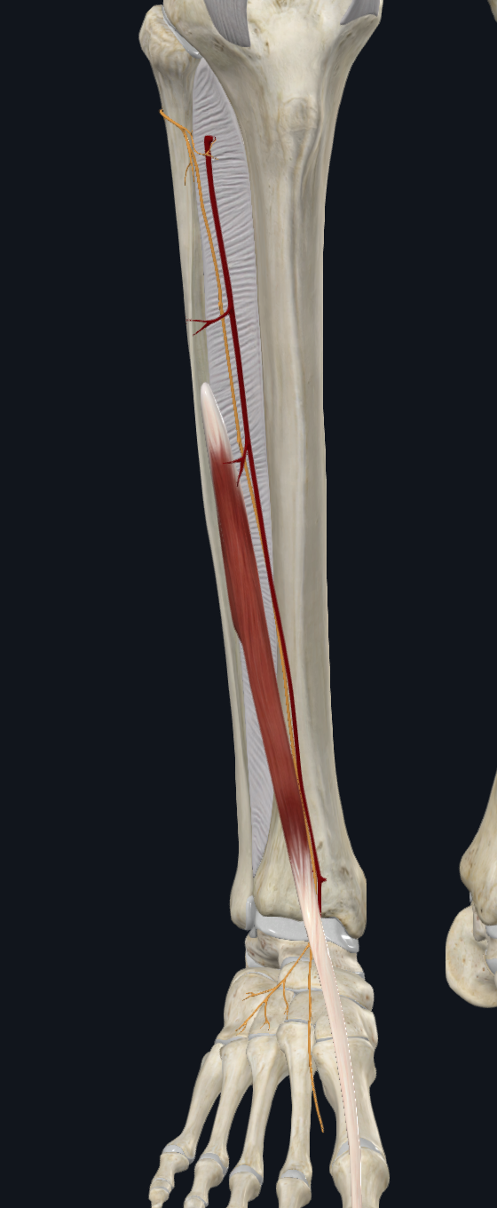 Anterior Tibial Artery