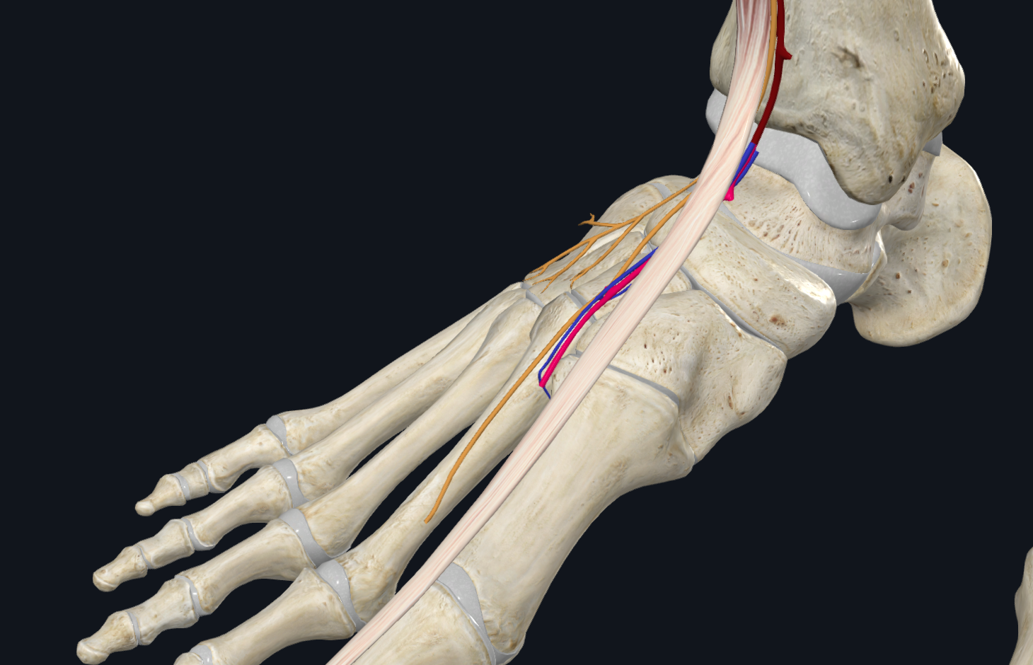 Dorsalis Pedis Artery