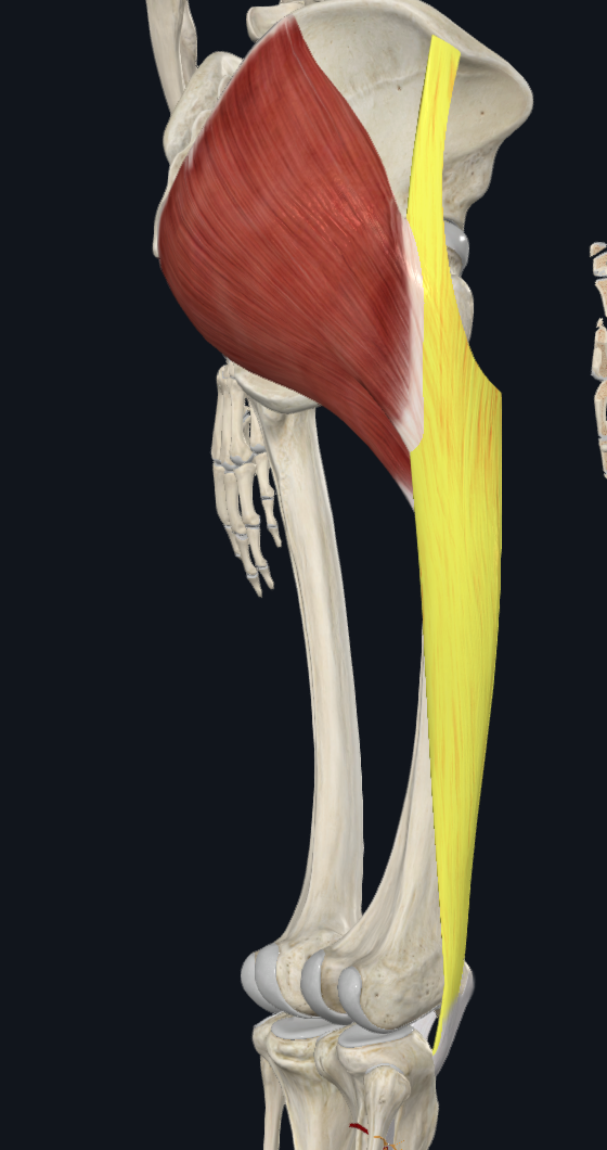 Iliotibial Tract
