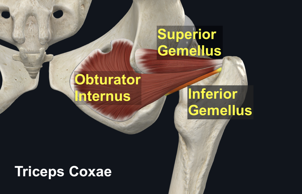 Triceps Coxae