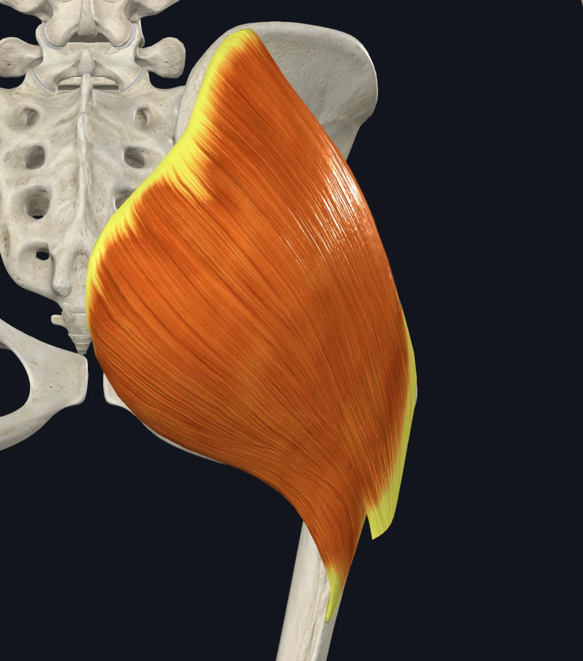 Gluteus Maximus