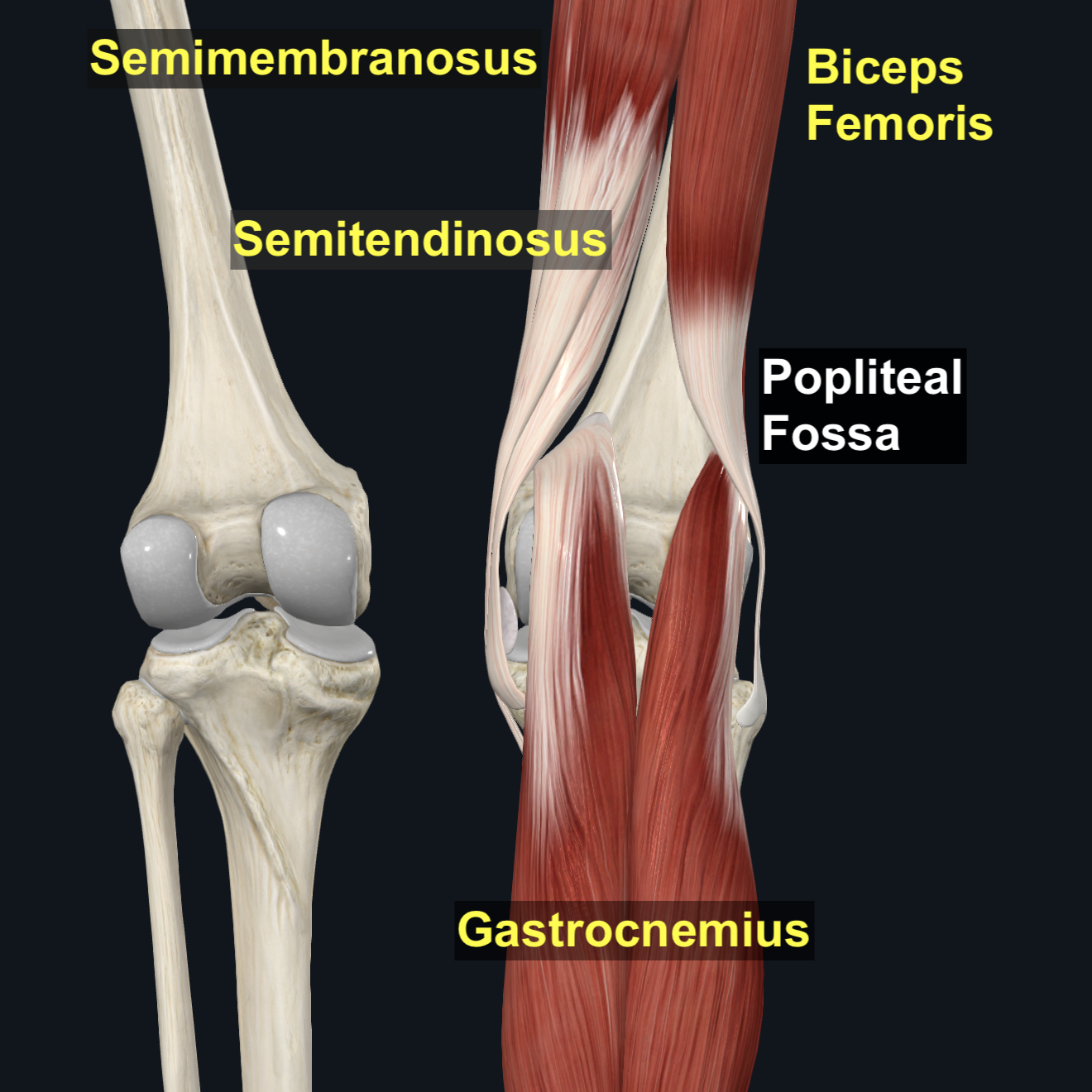 Popliteal Fossa
