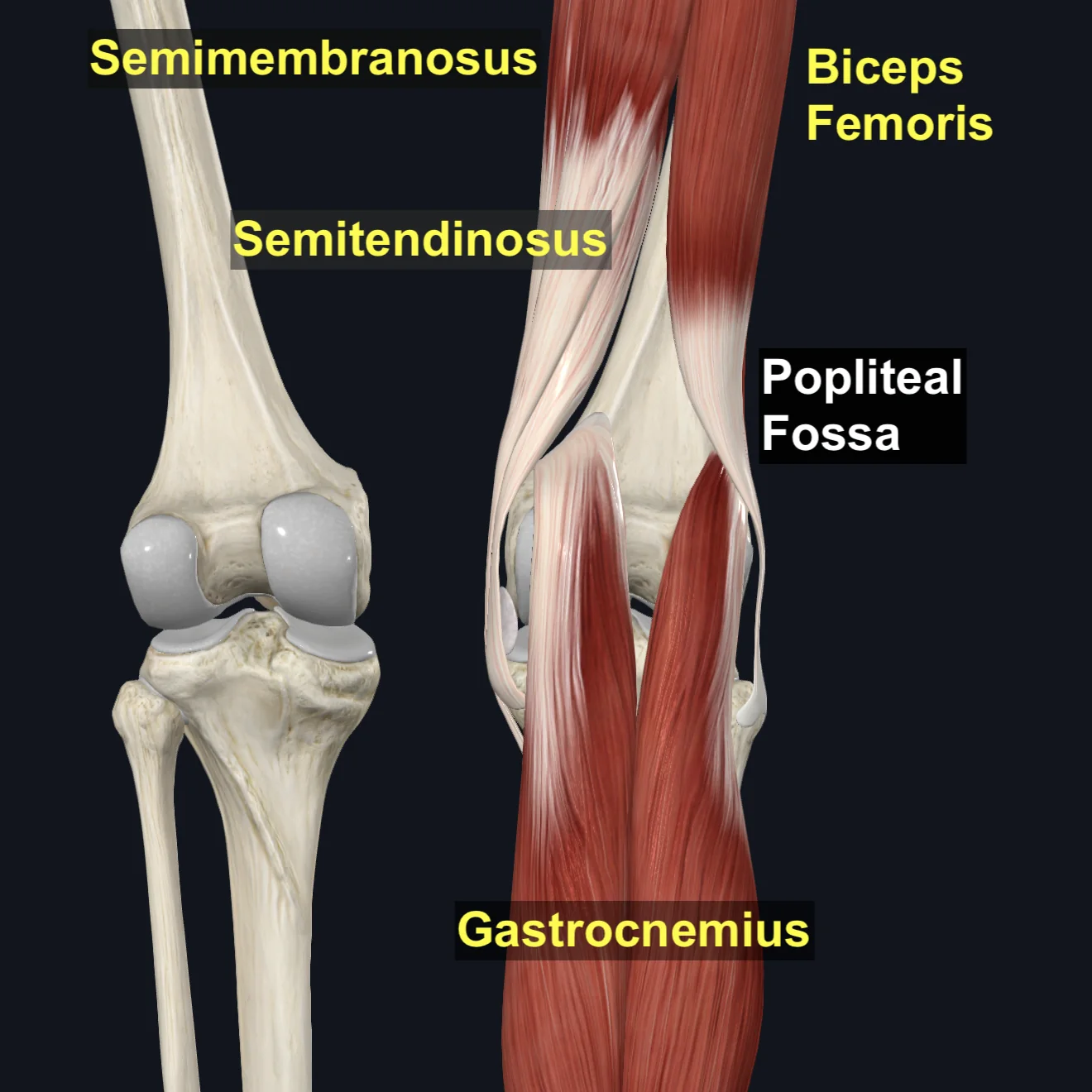 Popliteal Fossa