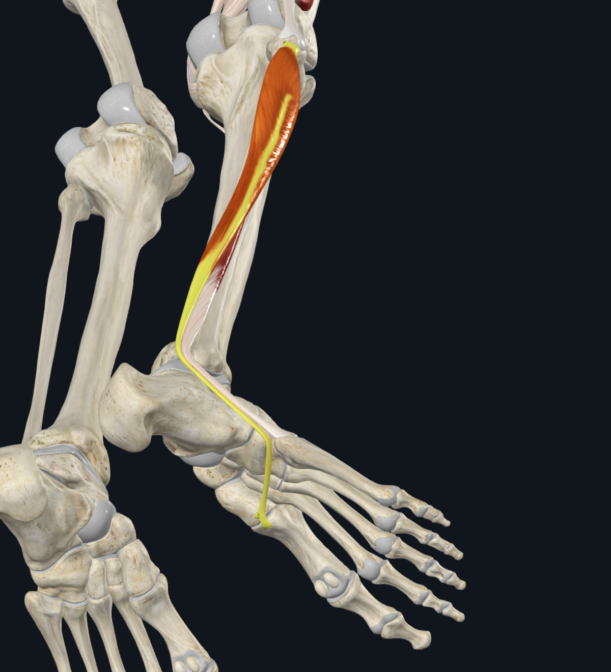 Fibularis Longus