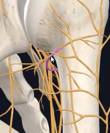 Axilliary nerve