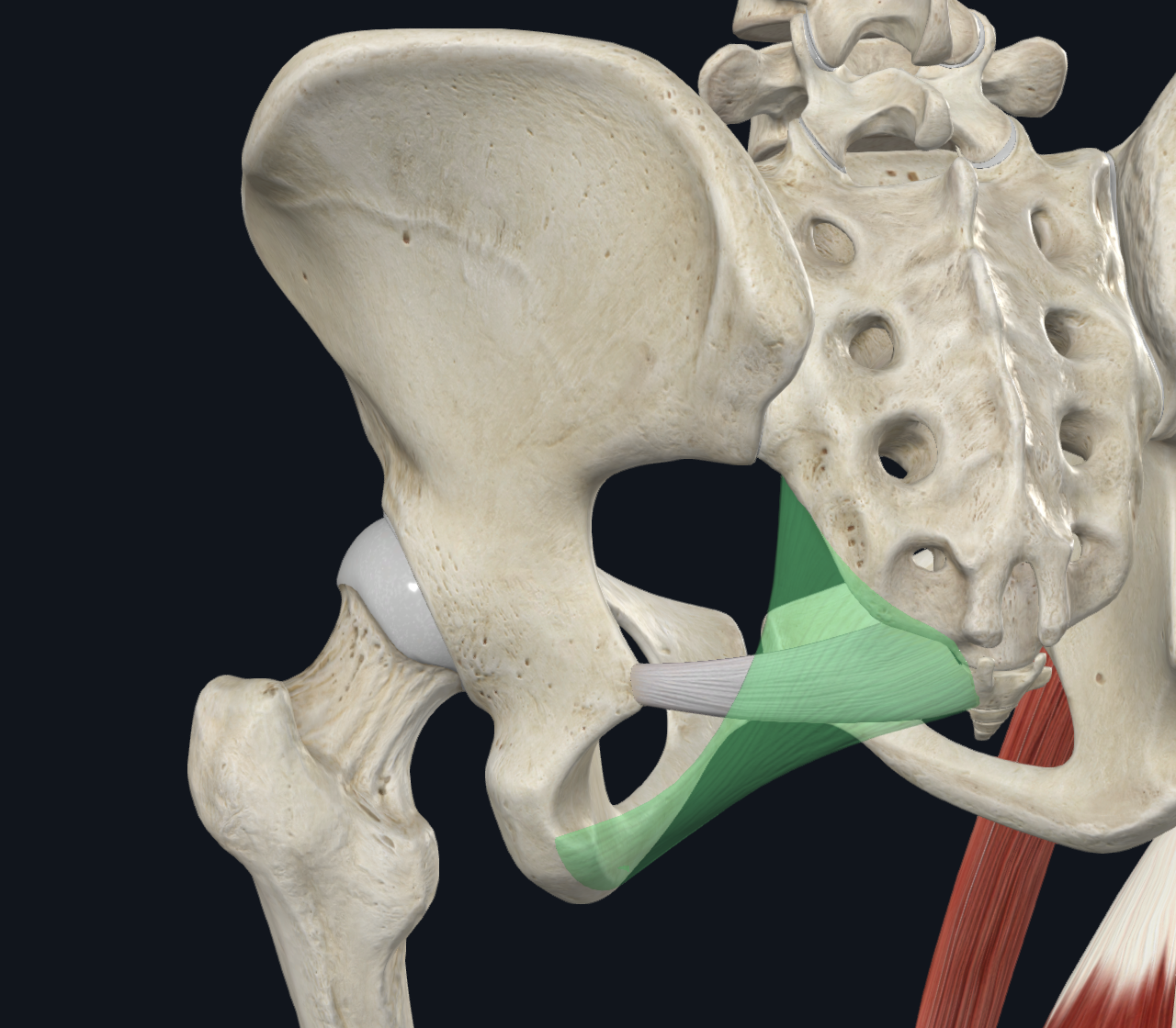 Sacrotuberous ligament (בירוק) ו־Sacrospinous Ligaments
