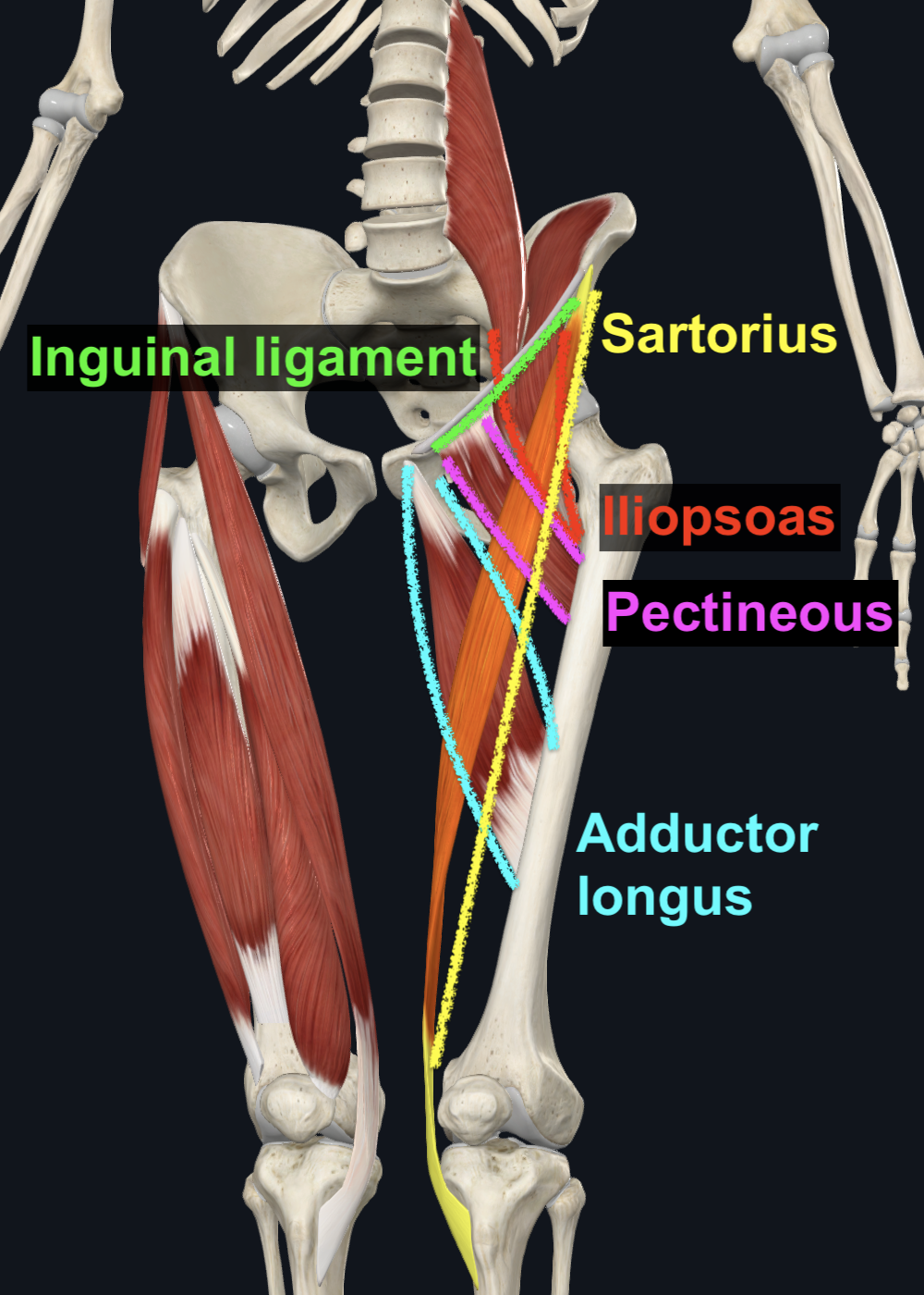 Femoral Triangle