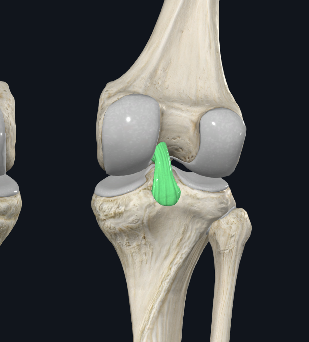 Posterior Cruciate Ligament