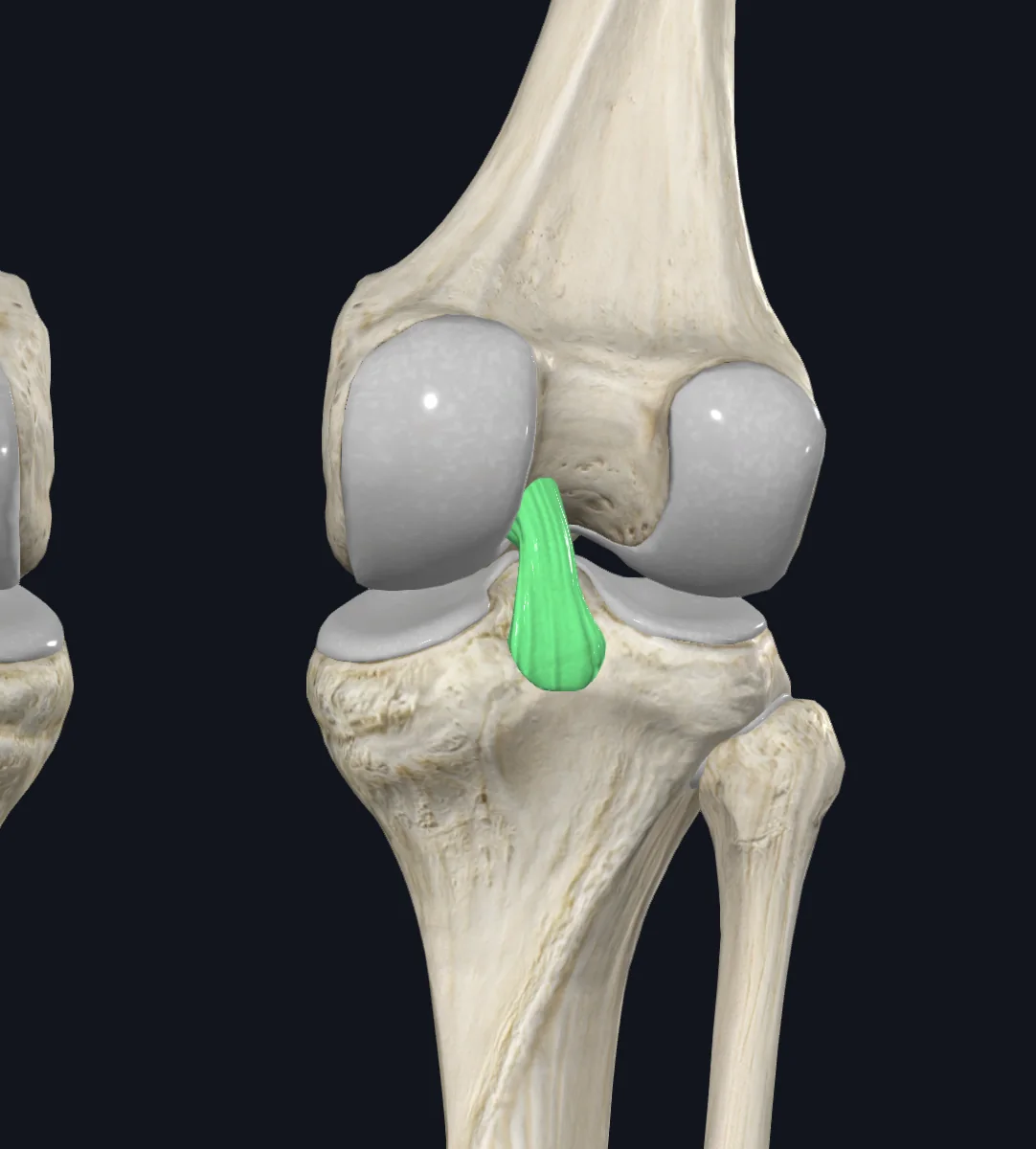 Posterior Cruciate Ligament