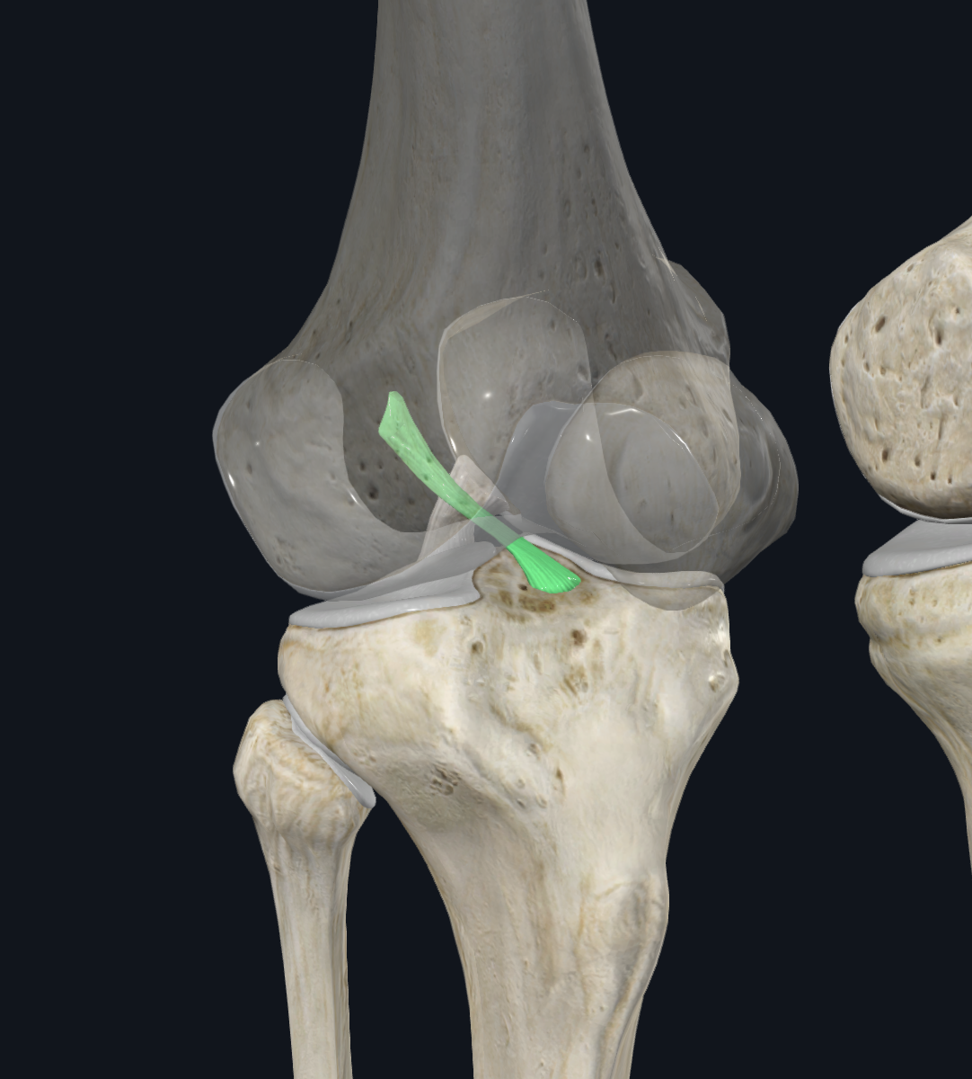 Anterior Cruciate Ligament