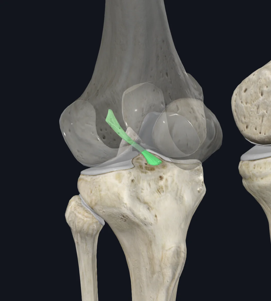 Anterior Cruciate Ligament