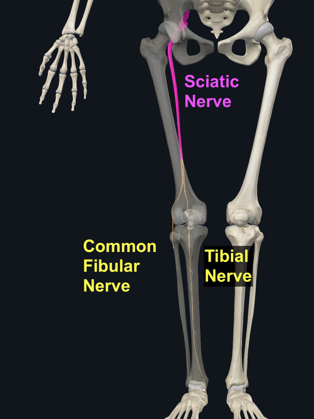 Sciatic Nerve