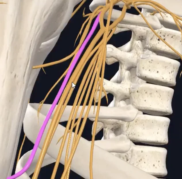 radial nerve