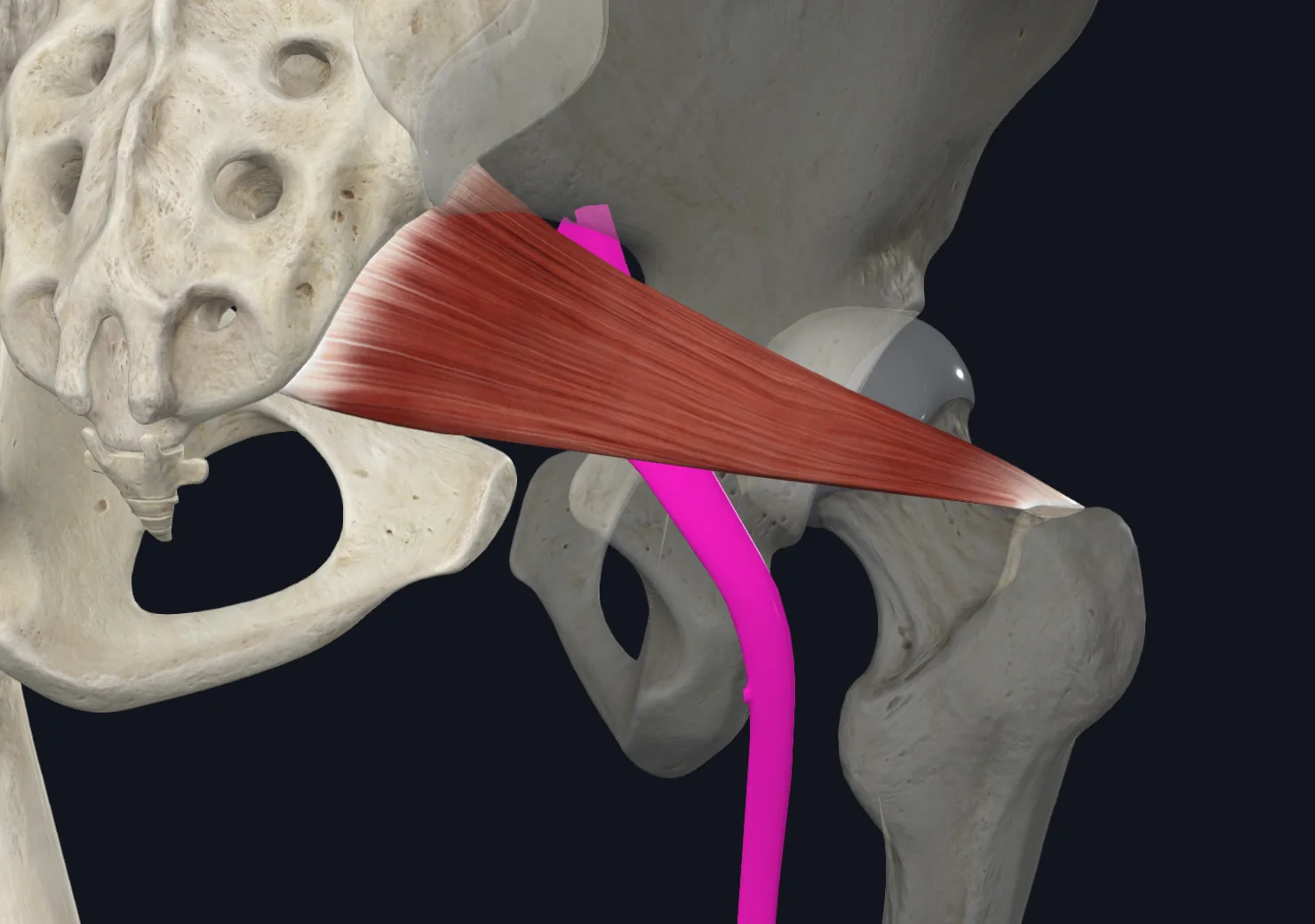 Piriformis and Sciatic Nerve