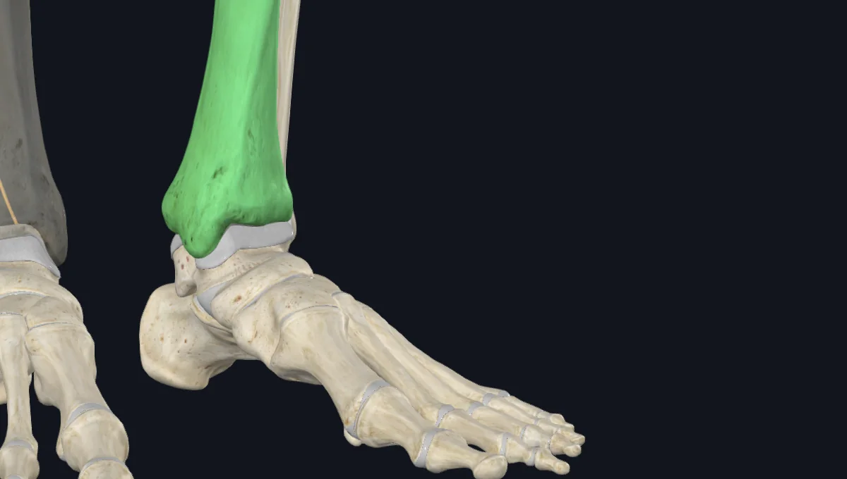 Medial Malleolus