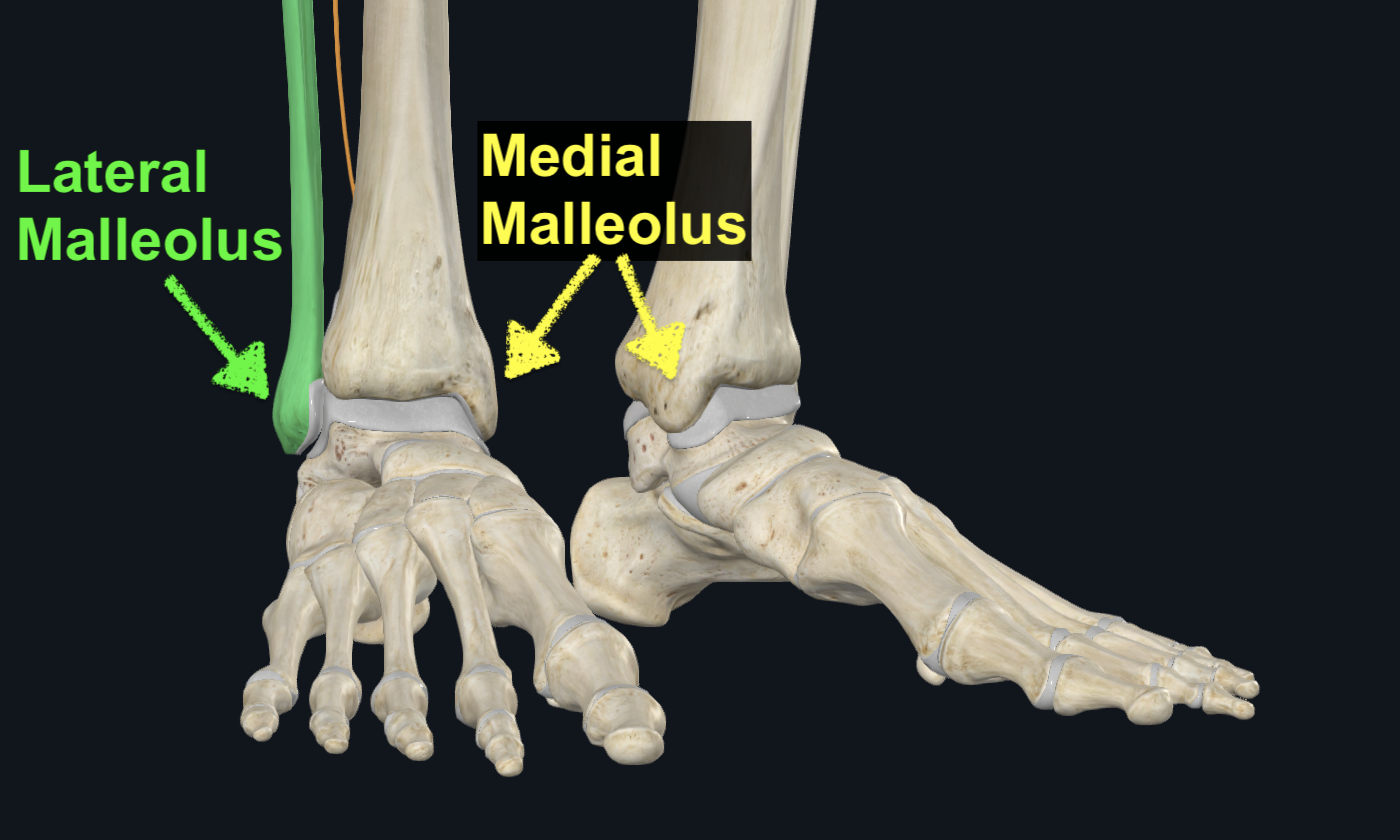 Medial and Lateral Malleolus