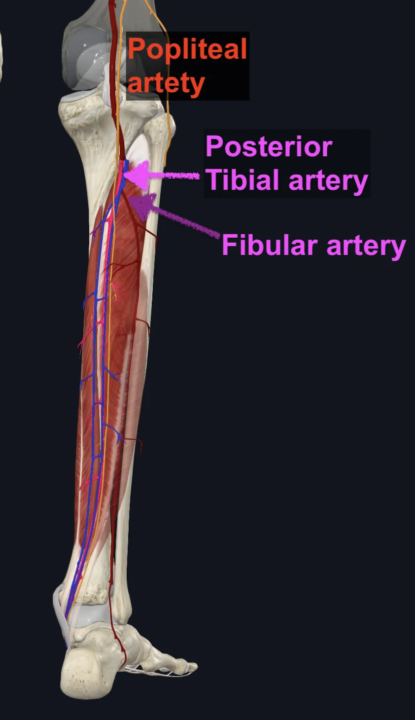 Fibular Artery