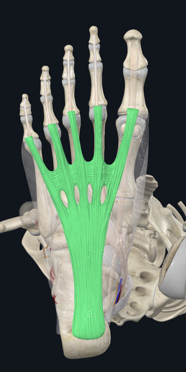 Plantar Aponeurosis