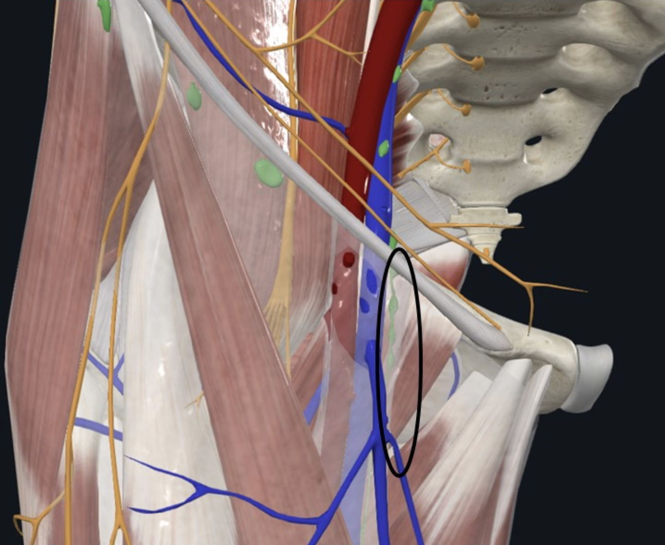 Femoral Canal